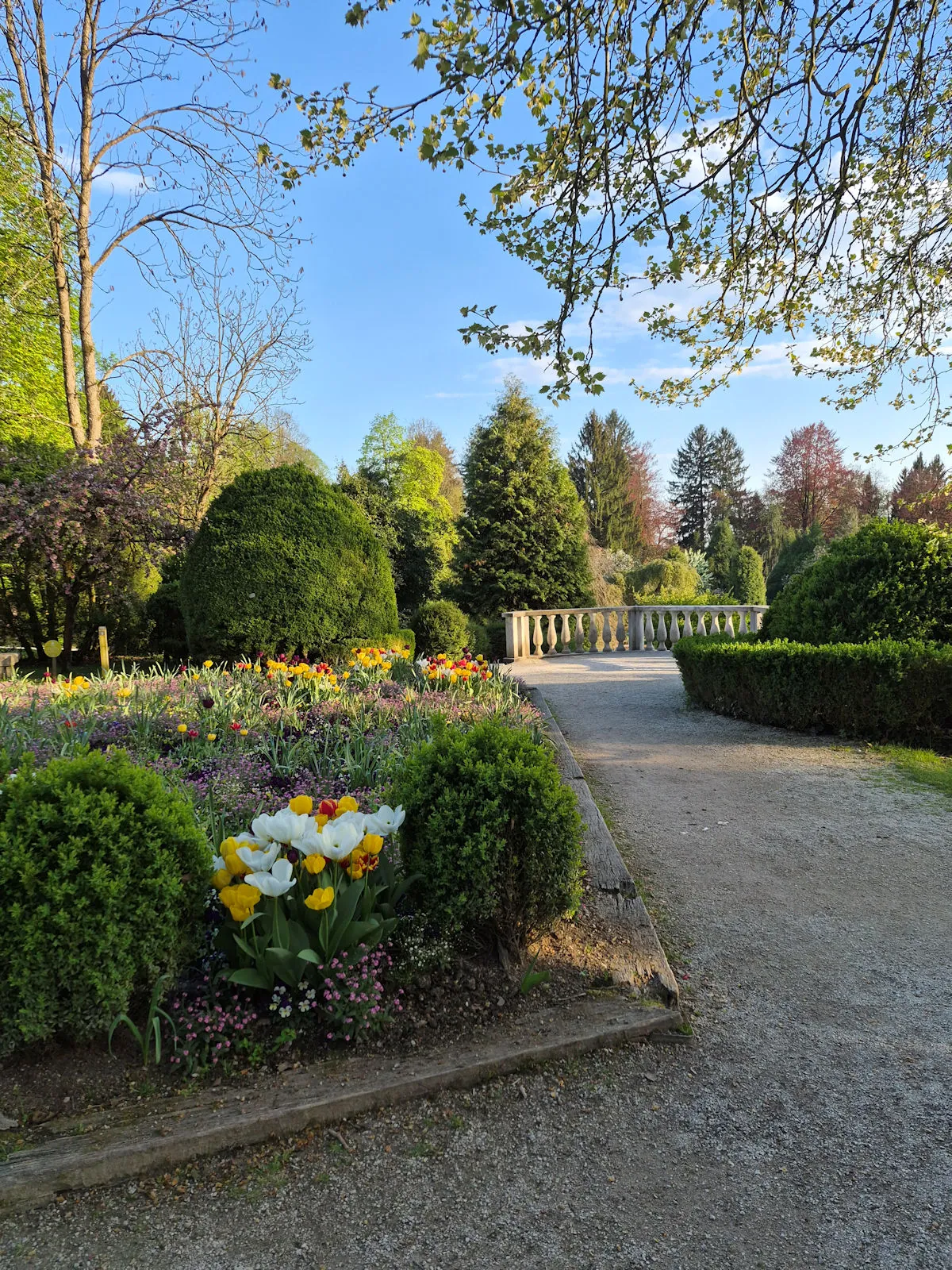 Peščena pot med gredicami tulipanov proti kamniti balustradi