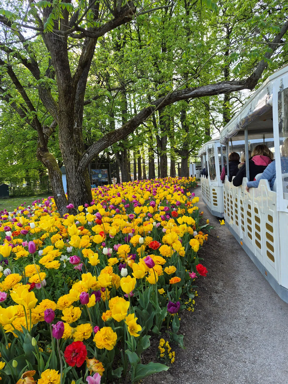 The park's little train rides past a colourful bed of yellow and purple tulips