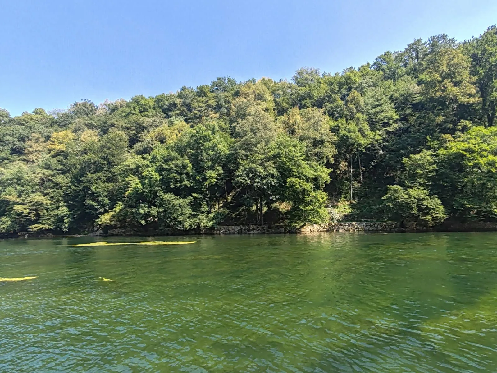 Smaragdno zelena reka Krka z gozdnatim bregom