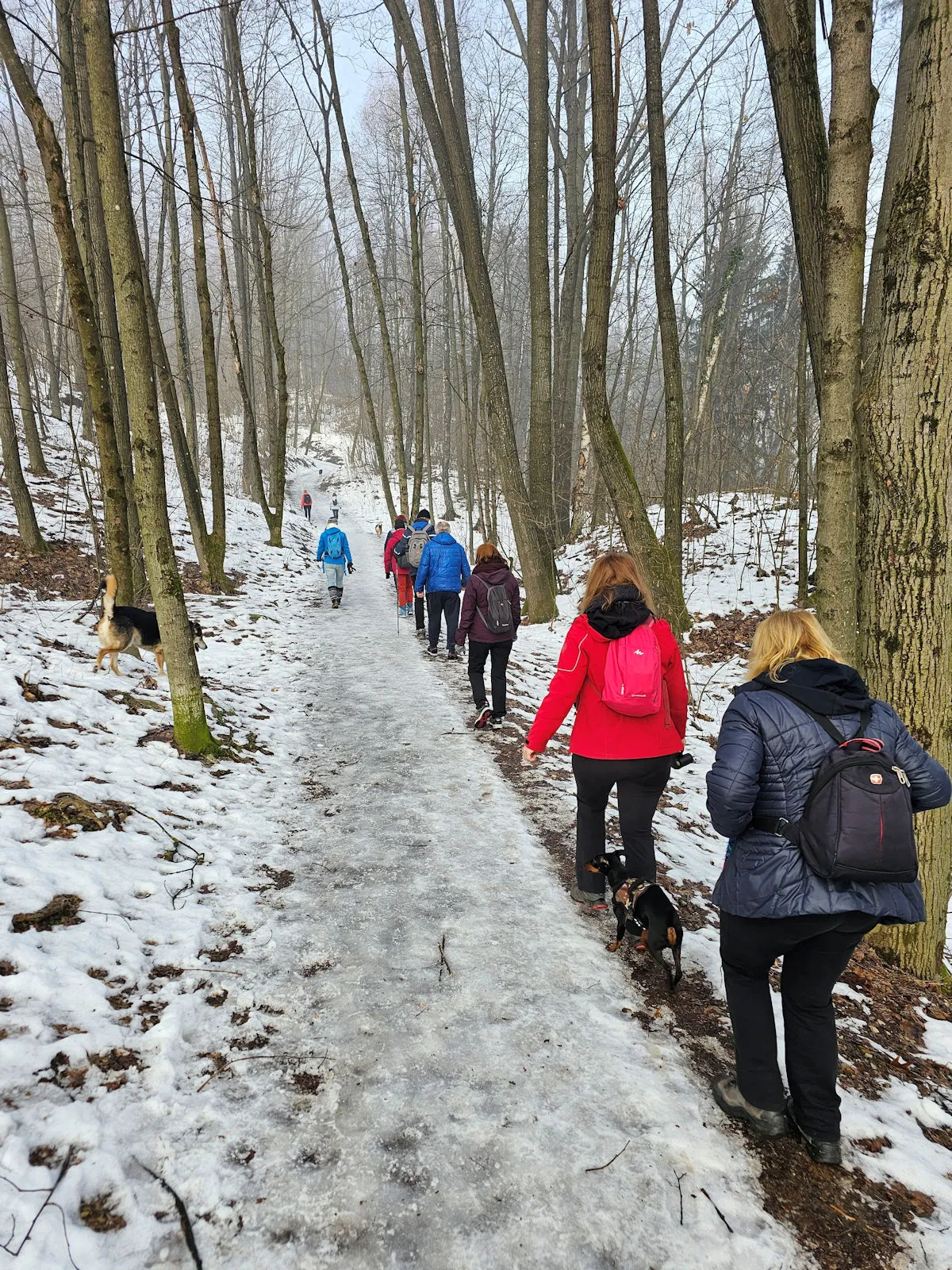 A group of hikers with dogs walking along a snowy, icy forest path among tall trees