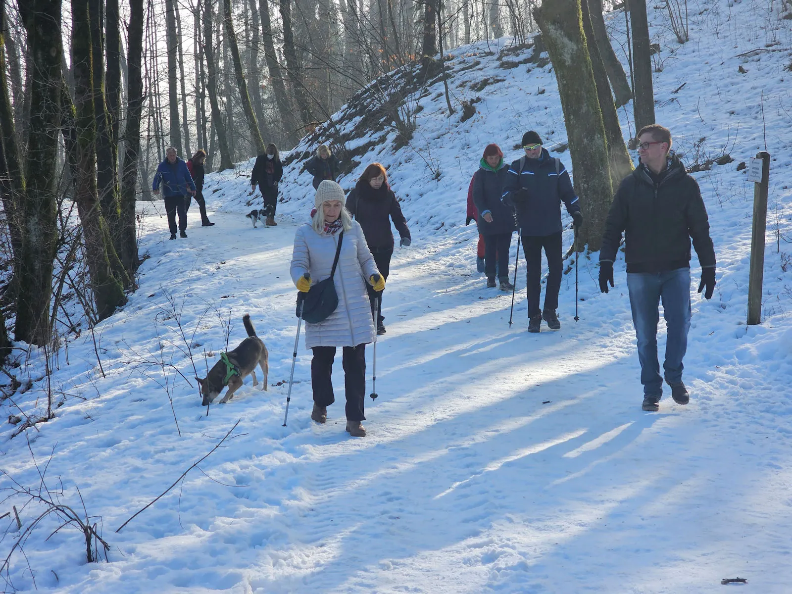 A group of hikers climbing a snowy forest path with trekking poles in sunny winter weather